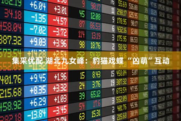 集采优配 湖北九女峰：豹猫戏蝶 “凶萌”互动